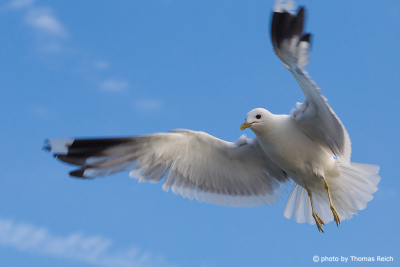 Common Gull flying
