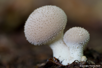 Common Puffballs in the forest