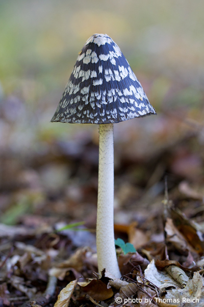 Magpie Fungus appearance