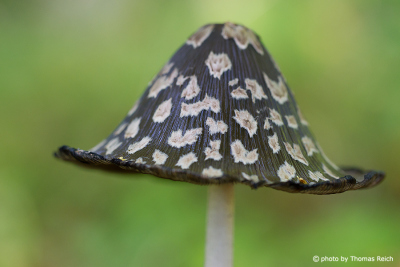 Magpie inkcap fungus in Germany