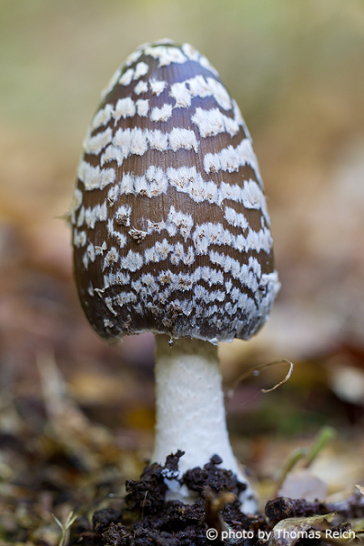 Magpie Fungus mushroom
