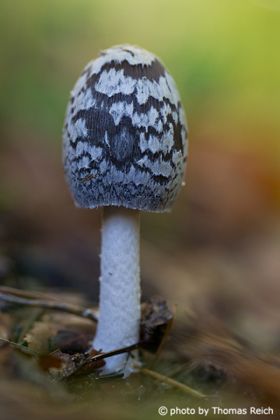 Young Magpie inkcap fungus