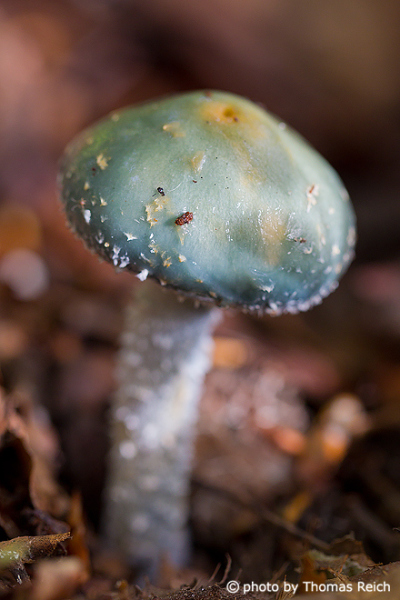 Verdigris Agaric mushroom with bluish cap