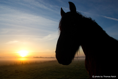 Pferdekopf und Sonnenuntergang