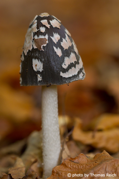 Magpie inkcap fungus appearance