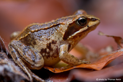 Common Frog moving
