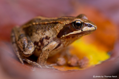 Common Frog appearance