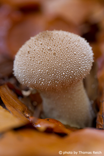 Common Puffball mushroom