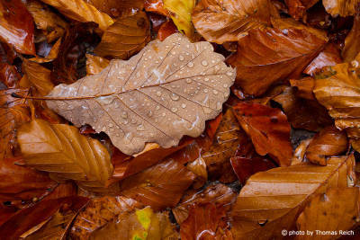 Brown beech leaves with raindrops