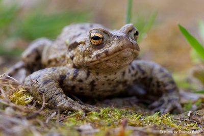 Common Toad habitat