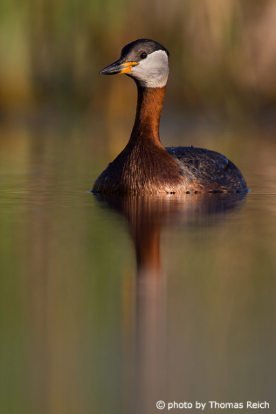 Red-necked Grebe chest feathers