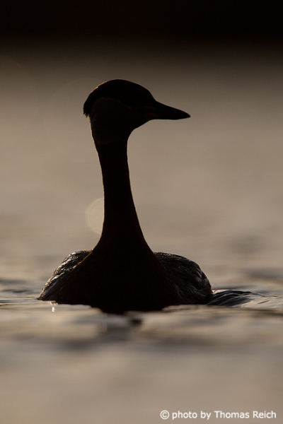 Swimming Red-necked Grebe silhouette
