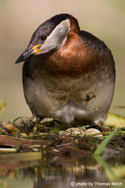 Red-necked Grebe nest with eggs