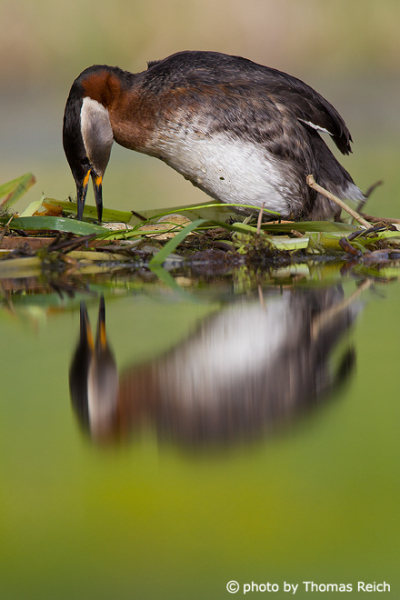 Red-necked Grebe stands on nest with three eggs