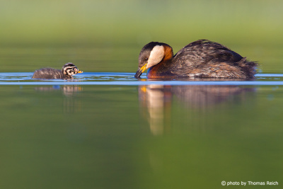Old Red-necked Grebe with baby