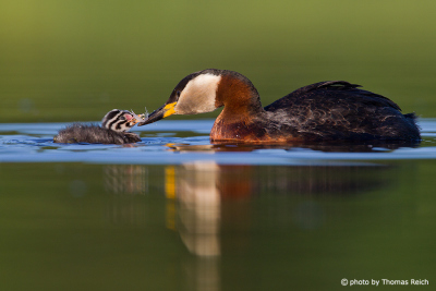 Red-necked Grebe feeds feathers to chick