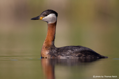 Body of Red-necked Grebe