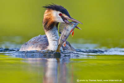 Great Crested Grebe with prey