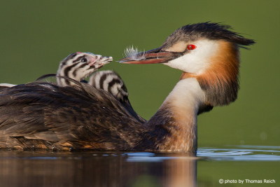 Great Crested Grebe feeds feather to chick