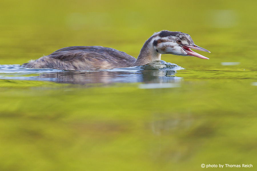 Young Great Crested Grebe calls