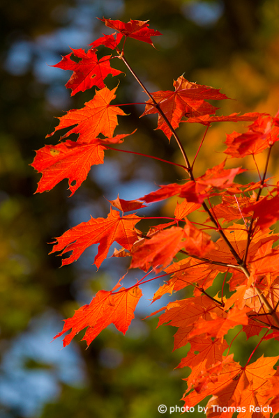 Bright red maple leaves on the tree branch