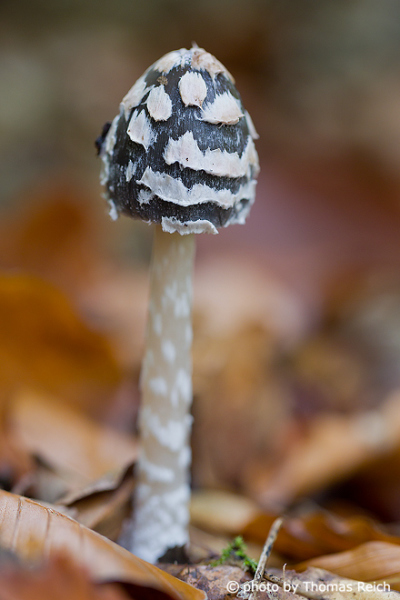 Young Magpie inkcap in autumn