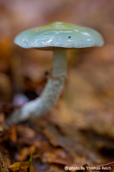 Verdigris Agaric mushroom in autumn