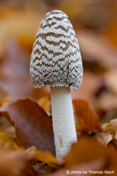 Magpie Fungus in beech forests