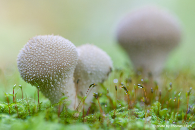 Common Puffball white in the moss
