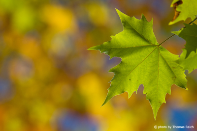Green maple leaf