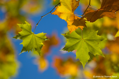 Green and yellow maple leaves and blue sky