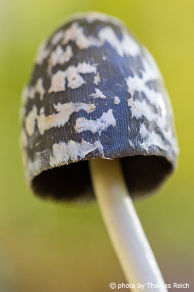 Magpie inkcap fungus hat with white scales