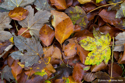Autumn leaves of beech and maple