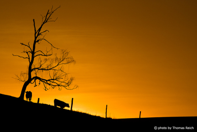Kühe als Silhouette Abendhimmel