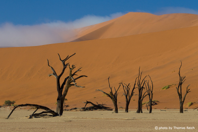 Tour Dead Vlei, Namib Desert