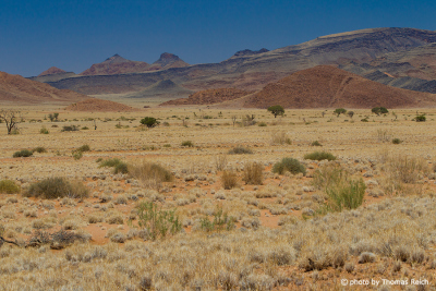 Vegetation im Namib Rand-Naturreservat
