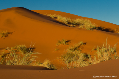 Red dune covered with grass