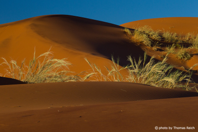 Grasses in desert Namibia
