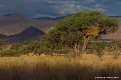 Landschaft im Namib Naukluft Park