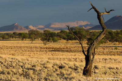 Bäume Namib-Naukluft National Park