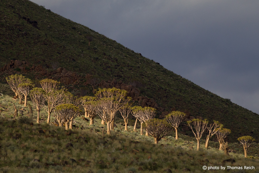 Köcherbäume im Namib Naukluft Park, Tirasberge
