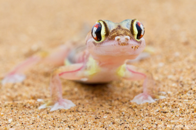 Palmato Gecko in Namibia