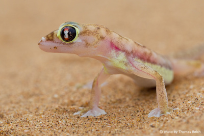 Namib Sand Gecko dune