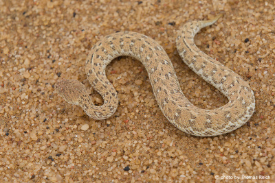 Peringuey´s Adder in Namibia Africa