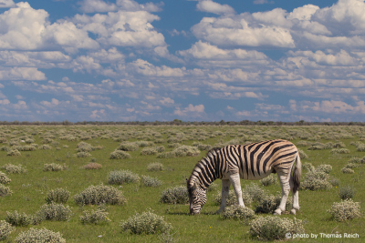 Plains Zebra Savanna