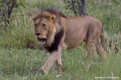 Male Lion mane