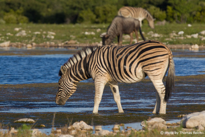 Plains Zebra drinking water