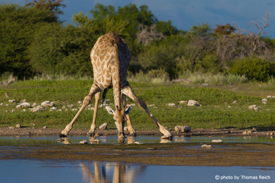 Giraffe in Namibia, Afrika