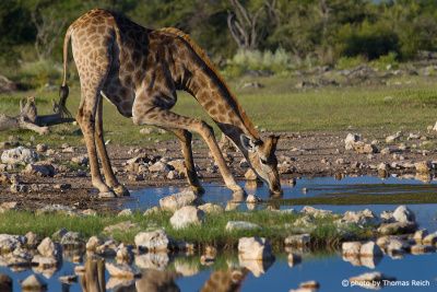 Durstige Giraffe