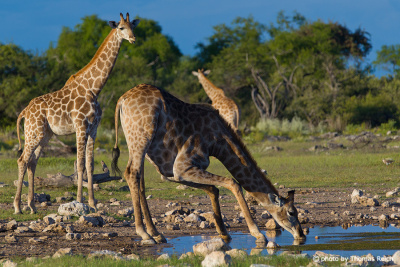 Giraffenherde Afrika